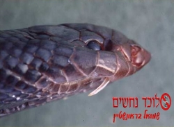 Seraph, head with side fang (www.snake-man.co.il)